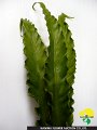 Asplenium antiquum Makino Ruffle